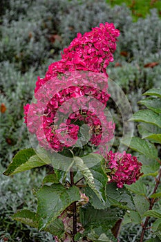 A large peegee hydrangea Hydrangea paniculata Grandiflora