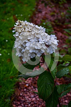 A large peegee hydrangea Hydrangea paniculata Grandiflora
