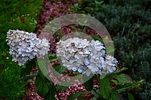 A large peegee hydrangea Hydrangea paniculata Grandiflora