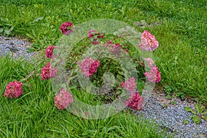 A large peegee hydrangea Hydrangea paniculata Grandiflora