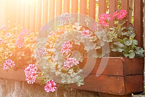 Large pelargonium zonale flowers in wooden box near a wooden fence in the garden at sunset. Gardening, backyard decoration concept