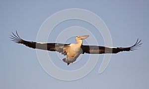 Large Pelican in flight