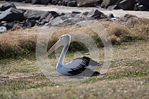 Large pelican resting on the grass
