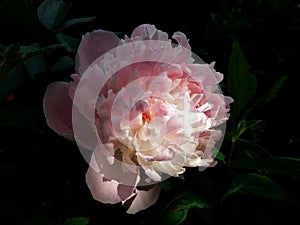 Large peony flower with white and pink petals