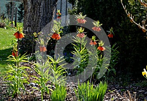 Large perennials with red bells flowers along with a yellow narcissus flower in a bark mulched flowerbed. around a concrete fence