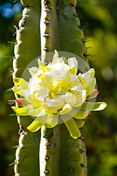 Large Peruvian apple cactus flower, California