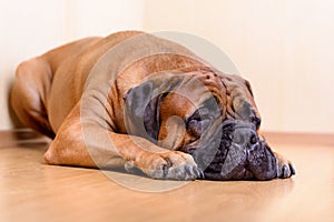 Large pet dog bullmastiff