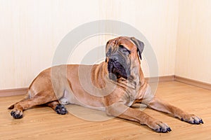 Large pet dog bullmastiff