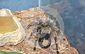 Large Pet Tarantula in a Fish Tank
