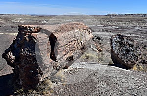 Large Petrified Log in Front of a Desert Landscape