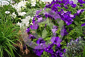 A large petunia bush with beautiful purple and white flowers. Selective focus