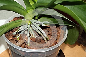 Large Phaleenopsis orchid grows many aerial roots. It is planted in transparent pot filled with pine bark substrate