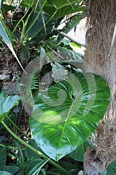 A large Philodendron Leaf growing in front of an Old Man Palm tree photo