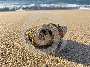 Large piece of coral on the shore, washed up onto beach.