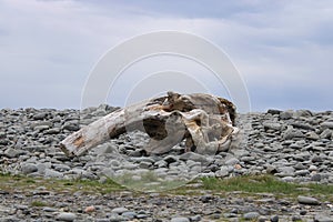 Large piece of drift wood washed up on the beach at Tan-Y-Bwlch, Aberystwyth
