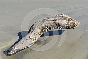 Large piece of driftwood emerging from a tidal pool in the sand of a coastal beach, partially covered in barnacles