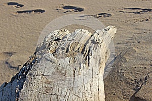 Large piece of driftwood on rocky coastal beach