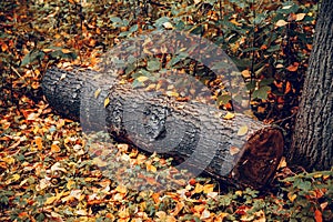 A large piece of felled wood is lying on the ground