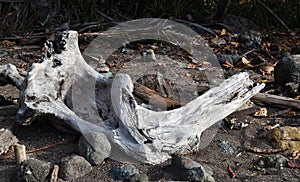 Large Driftwood on a Beach