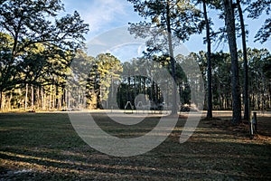 Large piece of open propert in Georgia full of pine trees