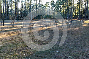 Large piece of open propert in Georgia full of pine trees