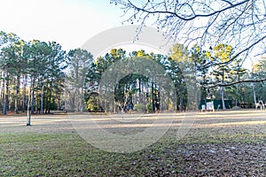 Large piece of open propert in Georgia full of pine trees