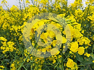 A large piece of rapeseed flowers
