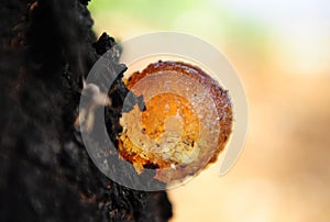 Large piece of resin froze on a tree