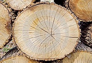 Large piece of wood outside with cracks. Textured surface with rings and cracks. Neutral brown background made of hardwood