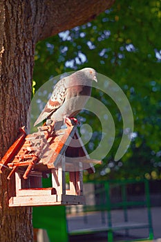 A large pigeon sits on top of a small painted wooden feeder in the form of a house with a ladder on a tree, in the pink rays of