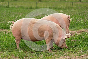 Large pigs rooting in a green summer field