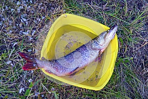 Large pike peeled from scales in yellow basin