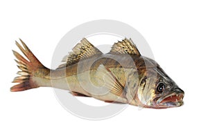 Large pike perch