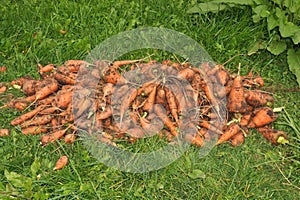 A large pile of carrots lies on the grass
