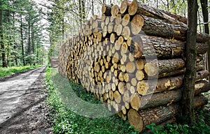 A large pile of chopped lumber wood logs in the forest