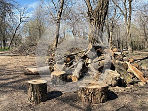 A large pile of cut trees in a city park