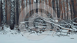 A Large Pile Of Dry Branches Covered With Snow Lies Among The Pine Forest In Winter. Campfire Blanks for Winter Camping