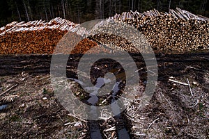 A large pile of freshly cut softwood logs in Estonia.