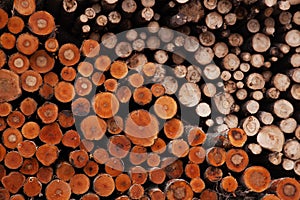 A large pile of freshly cut softwood logs in Estonia.