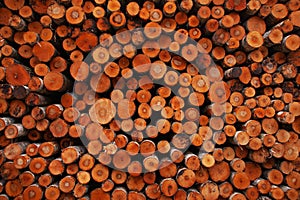 A large pile of freshly cut softwood logs in Estonia. photo