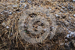 large pile of horse dung, manure, horse apples, lot of excrement, agricultural, natural fertilizer for farms concept, food crisis