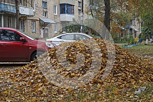 Large pile of leaves in the yard