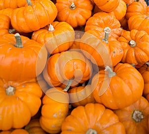 A Pile Orange Miniature Pumpkins at an Amish Market photo