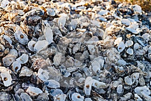 A large pile of oyster shells