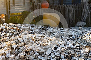 A large pile of oyster shells