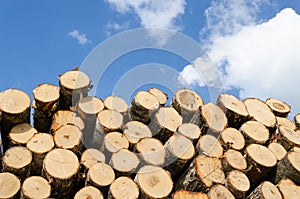 Large pile of pine logs on blue sky background