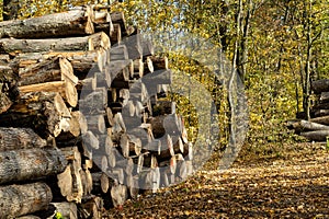 A large pile of stacked chopped brows in the forest after cutting down. The concept of procuring building materials before