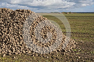 Large pile of sugar beets. Sugar beet root crop in the field after harvesting