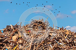 Large pile of wood on a garbage depot