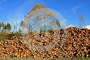 Large Pile of Wooden Logs